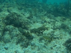 Haemulon carbonarium