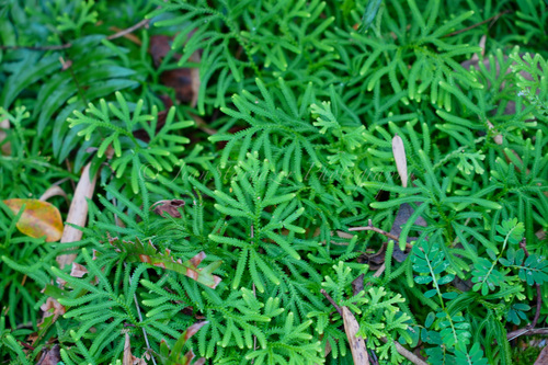 Selaginella limbata iNat (1)