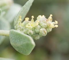 Atriplex watsonii