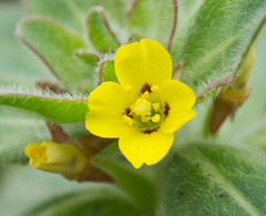 Camissoniopsis cheiranthifolia cheiranthifolia