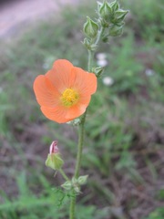 Sphaeralcea pedatifida