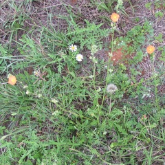 Sphaeralcea pedatifida