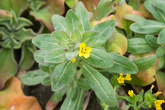 Camissoniopsis cheiranthifolia cheiranthifolia