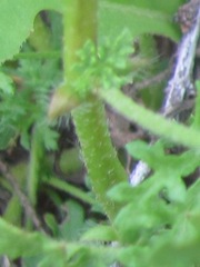 Sphaeralcea pedatifida