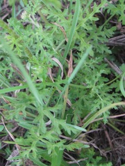 Sphaeralcea pedatifida