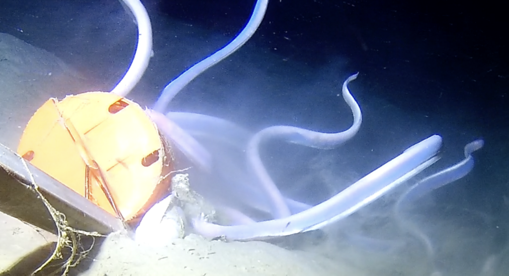 Blueband Hagfish