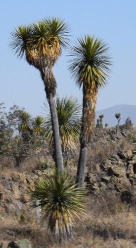 Yucca periculosa