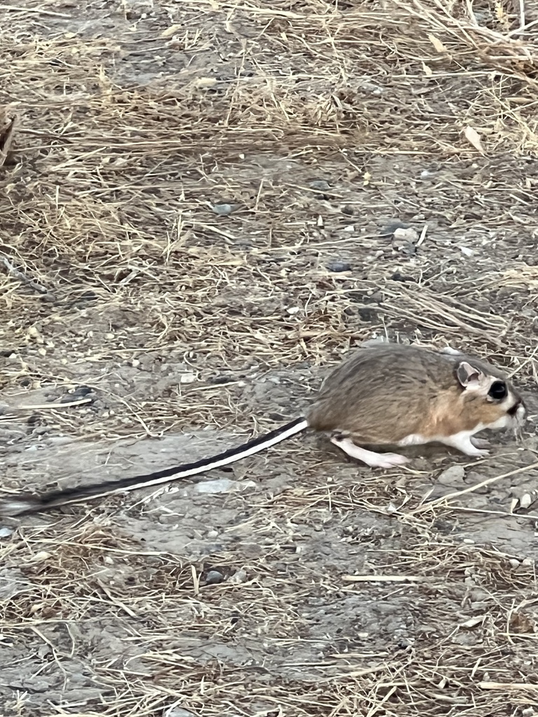 Giant Kangaroo Rat