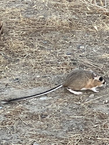 Giant Kangaroo Rat