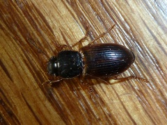 Anisodactylus sanctaecrucis