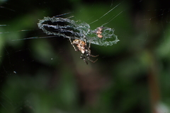 Cyclosa confusa
