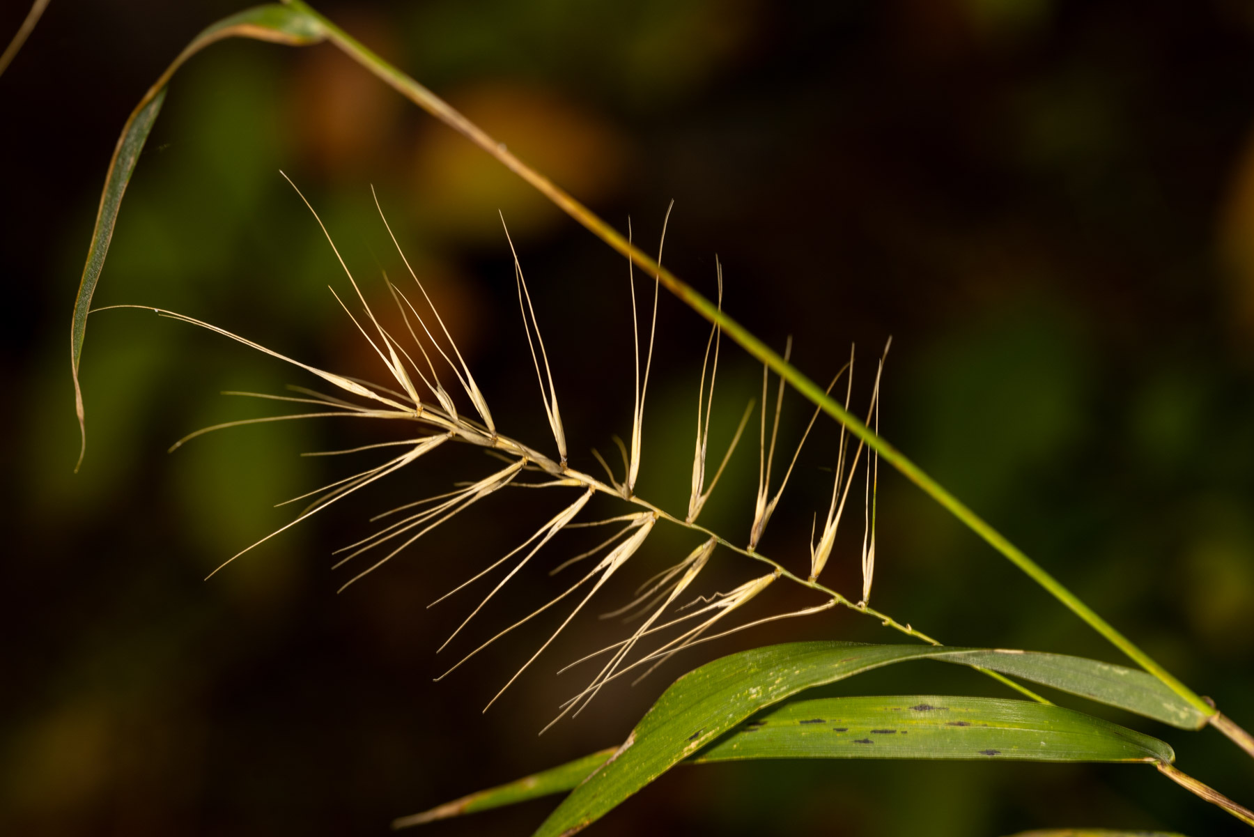 Elymus hystrix