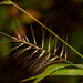 Bottlebrush Grass - Photo (c) Kevin, some rights reserved (CC BY-NC), uploaded by Kevin