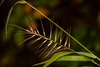 Bottlebrush Grass - Photo (c) Kevin, some rights reserved (CC BY-NC), uploaded by Kevin