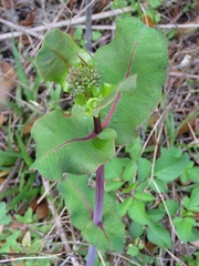 Asclepias amplexicaulis image