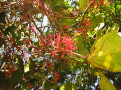 Amyema plicatula, photograph Samuel Frankel, CC BY, iNaturalist via GBIF