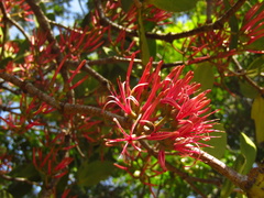 Amyema plicatula, photograph Samuel Frankel, CC BY, iNaturalist via GBIF