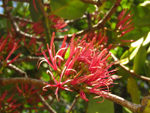 Amyema plicatula, photograph 5