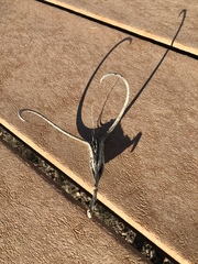 Proboscidea parviflora