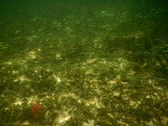 Thalassia testudinum image