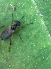 Bibio articulatus