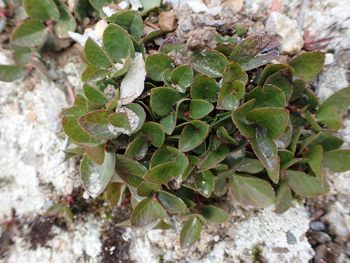 Image of Gaultheria humifusa by (c) Chris Fluit, some rights reserved (CC BY)