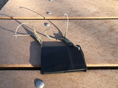 Proboscidea parviflora