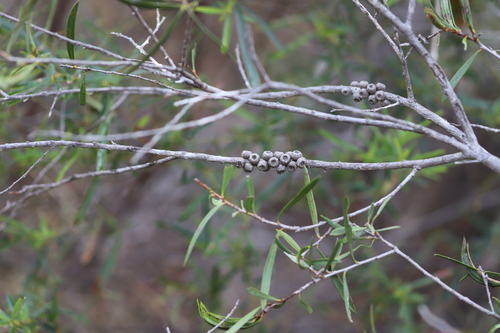 Melaleuca chisholmii observed 2023-07-25