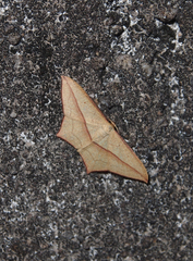 Timandra convectaria