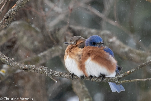 Common Eastern Bluebird photographed in Ohio
