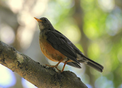 Turdus olivaceus olivaceus