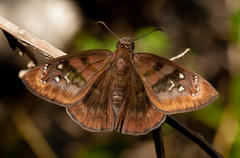 Ephyriades brunnea