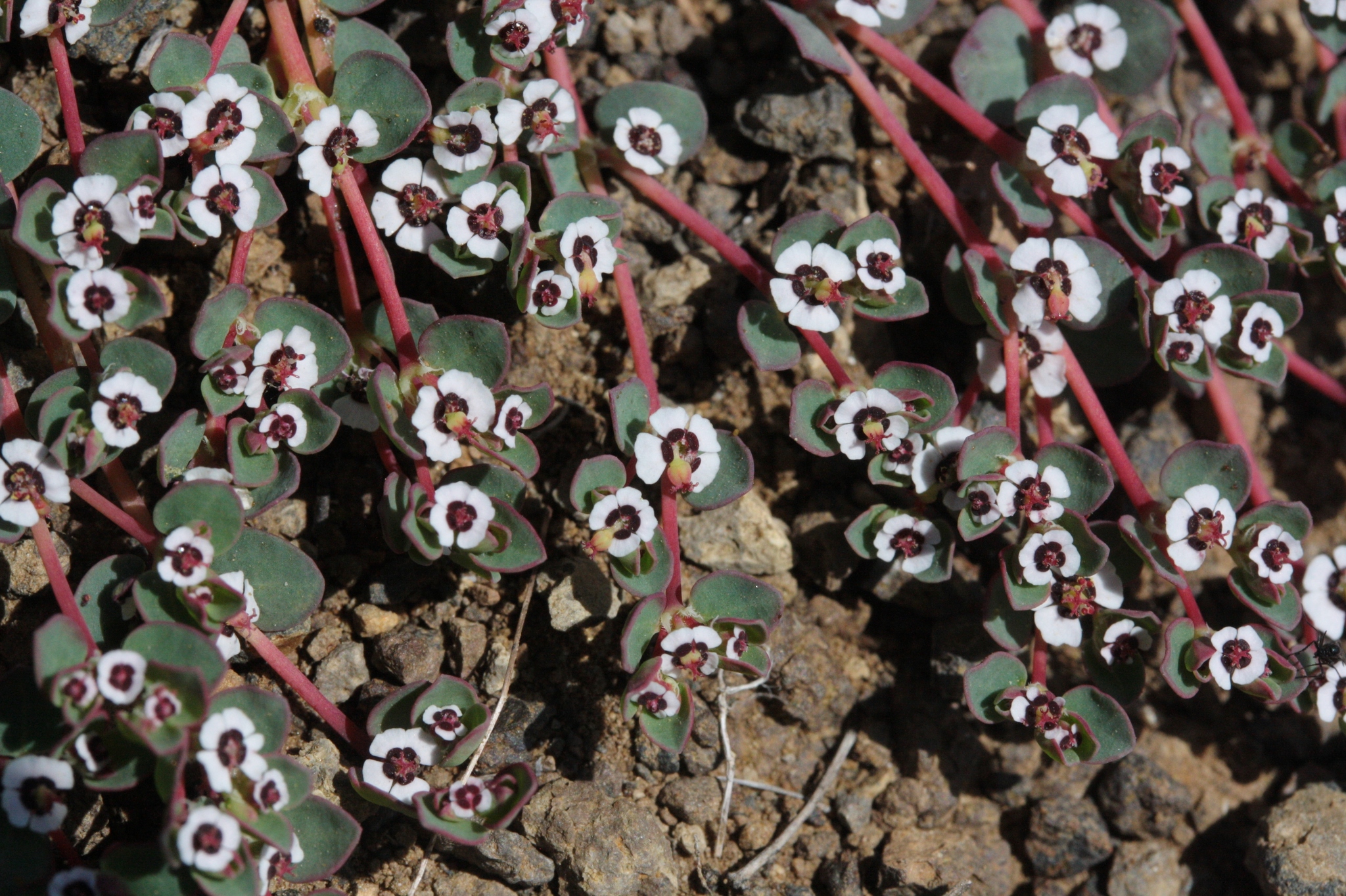 Euphorbia polycarpa