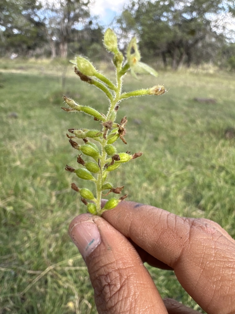 Ponthieva schaffneri