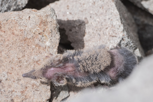 Grizzled Mexican Small-eared Shrew
