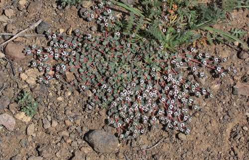 smallseed sandmat
