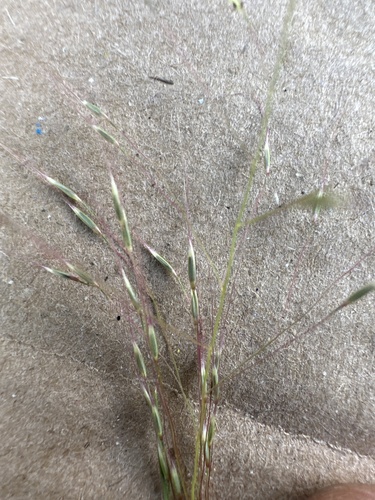 Muhlenbergia seatonii