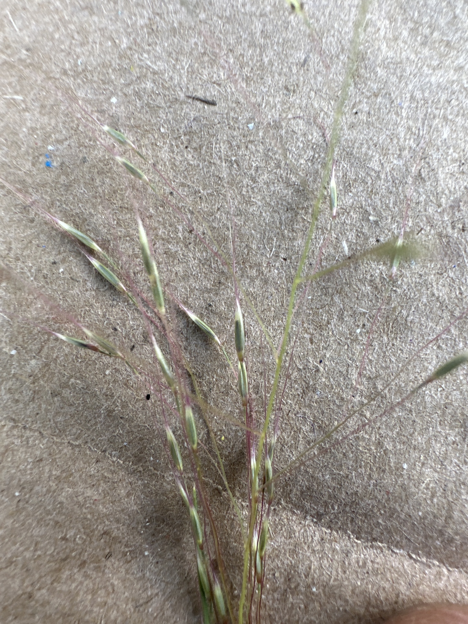 Muhlenbergia seatonii