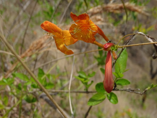 Image of Tecoma Rosifolia (Tecoma rosifolia) by (c) biped_cub, some rights reserved (CC BY)