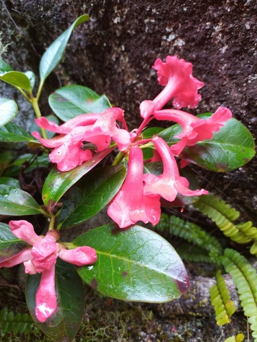 Rhododendron lochiae observed 2023-09-30