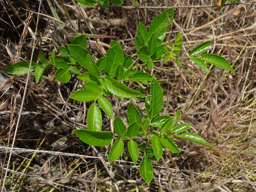 Image of Tecoma Rosifolia (Tecoma rosifolia) by (c) biped_cub, some rights reserved (CC BY)