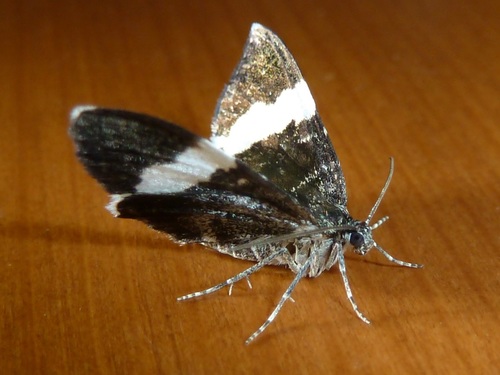 White-striped Black