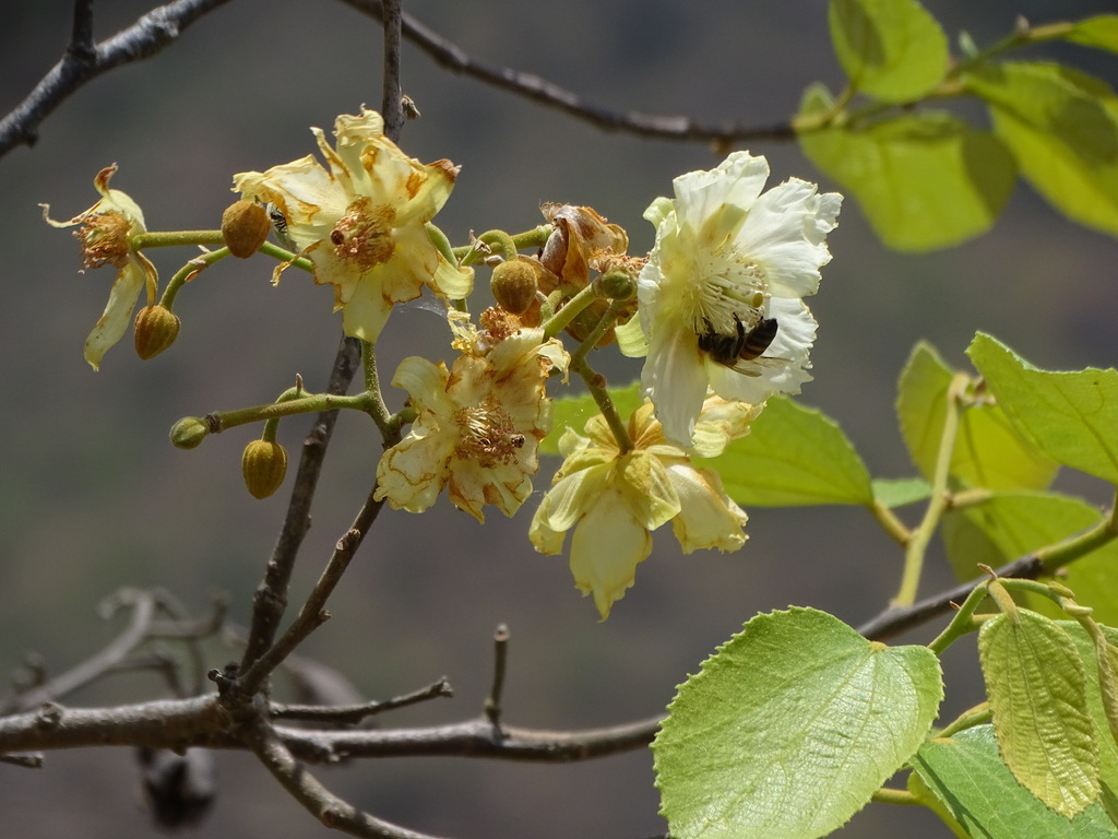 Luehea paniculata
