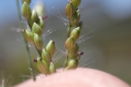 Urochloa reptans