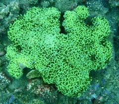 Fimbriaphyllia ancora