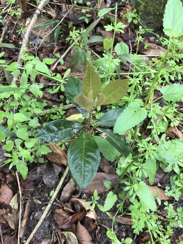 Ardisia japonica iNat (1)