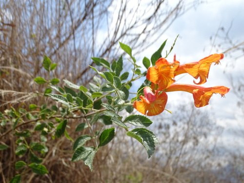 Image of Tecoma Rosifolia (Tecoma rosifolia) by (c) biped_cub, some rights reserved (CC BY)
