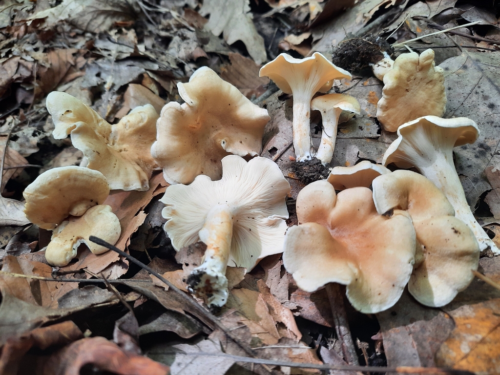 chanterelles from Portersville, PA, USA on August 4, 2023 at 1134 AM