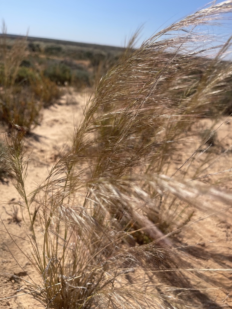 Austrostipa nullanulla