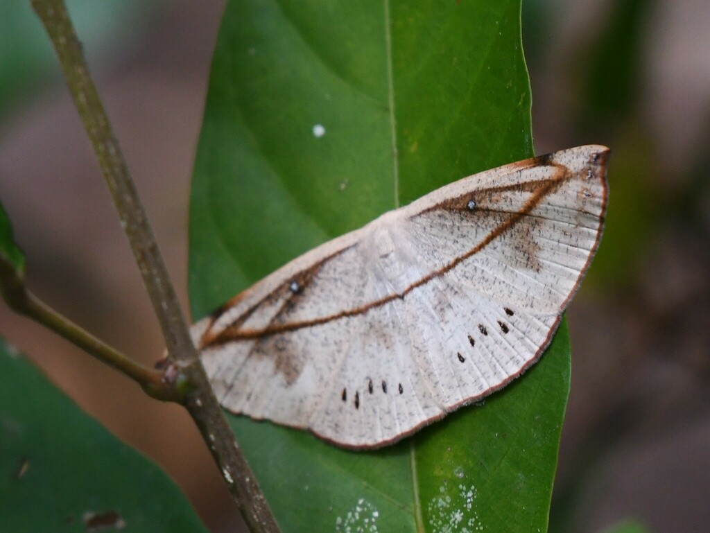 Decetia